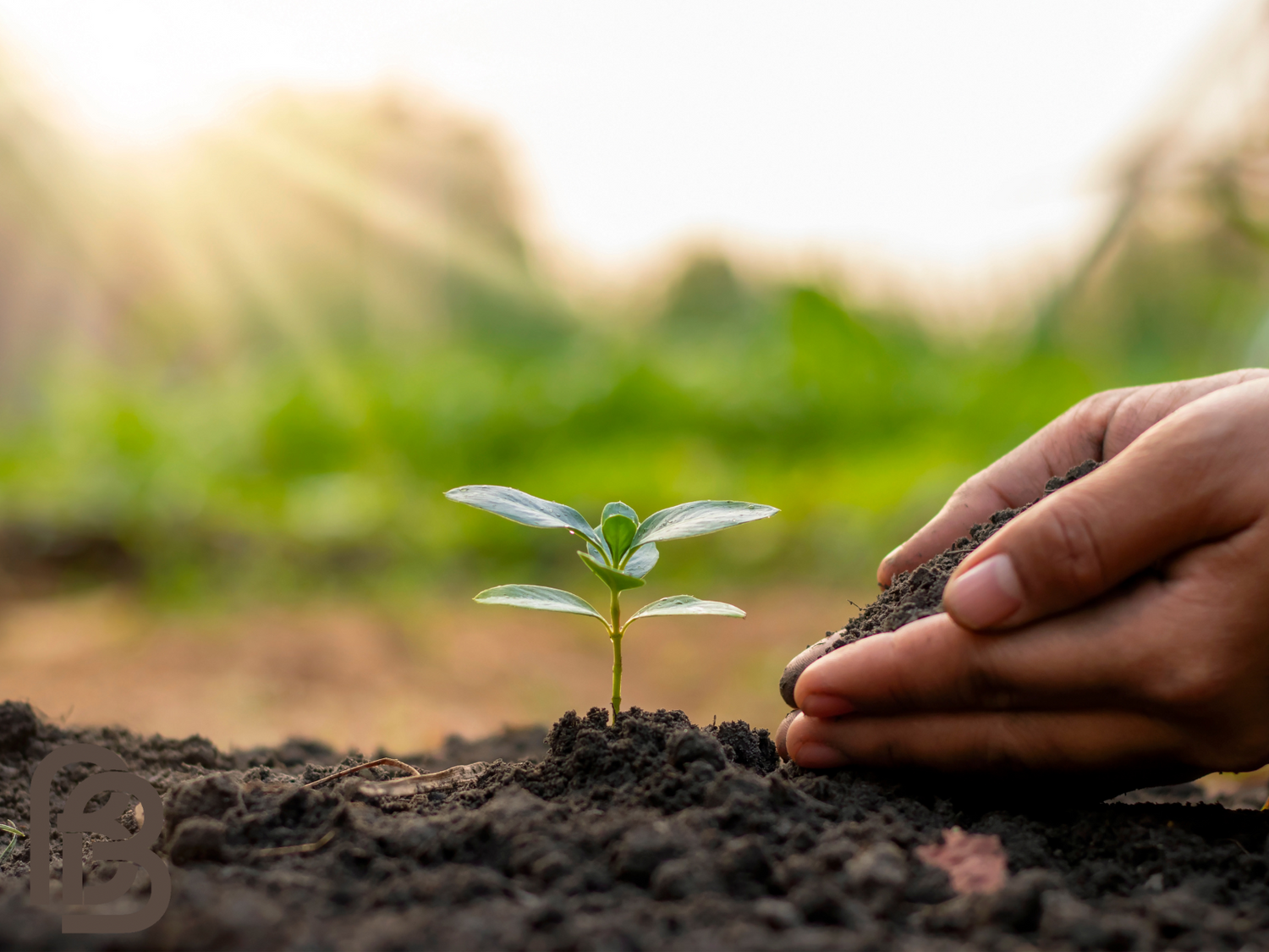 BareFaced Beauty Supports Responsible Tree Planting